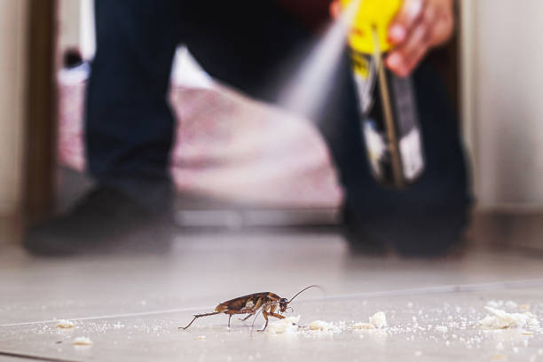 Best Wasp Removal Services  in Bottineau, ND